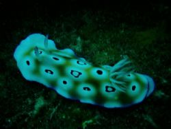 nudi on the move by Dave Baxter 